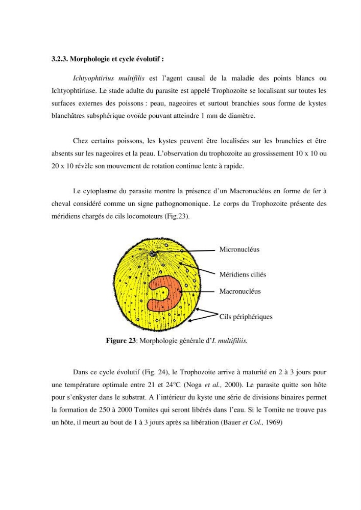 Investigation préliminaire sur la parasitofaune de trois cichlides d\'Algérie