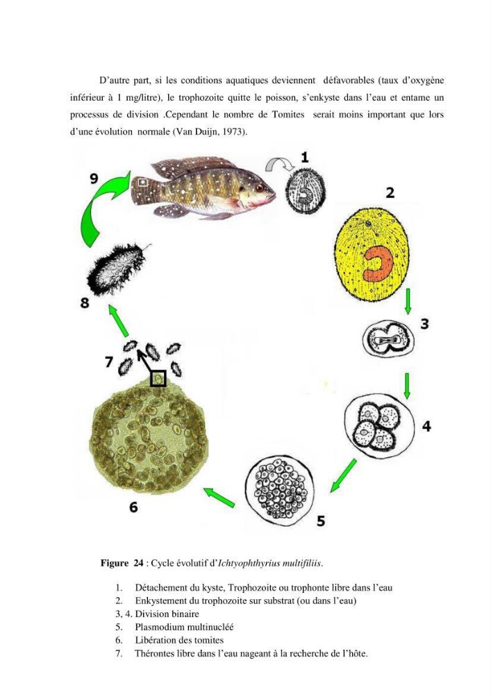 Investigation préliminaire sur la parasitofaune de trois cichlides d\'Algérie