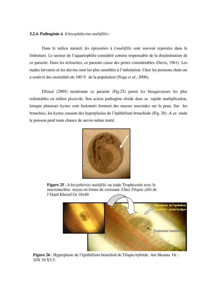 Investigation préliminaire sur la parasitofaune de trois cichlides d\'Algérie