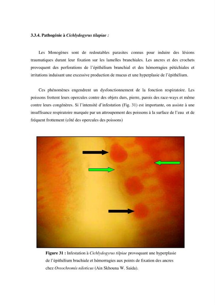 Investigation préliminaire sur la parasitofaune de trois cichlides d\'Algérie