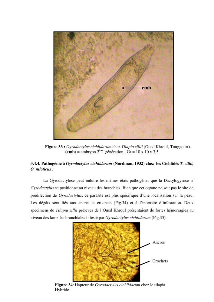 Investigation préliminaire sur la parasitofaune de trois cichlides d\'Algérie