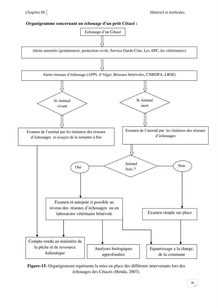 Contribution à l\'étude de la répartition des cétacés le long de la côte Algérienne: bilan des échouages