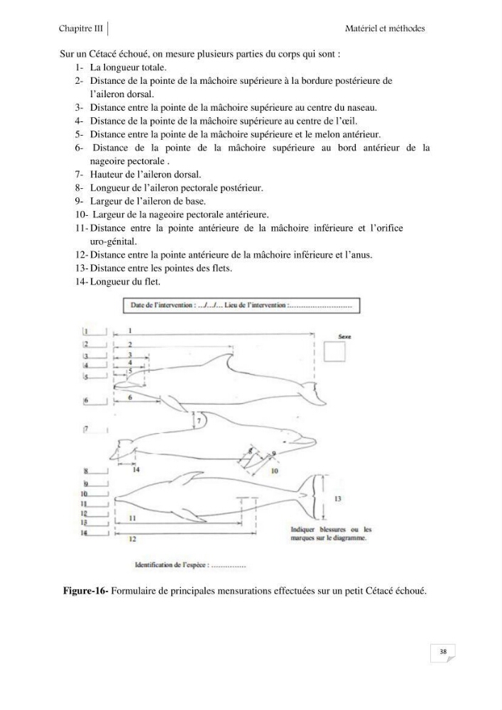Contribution à l\'étude de la répartition des cétacés le long de la côte Algérienne: bilan des échouages
