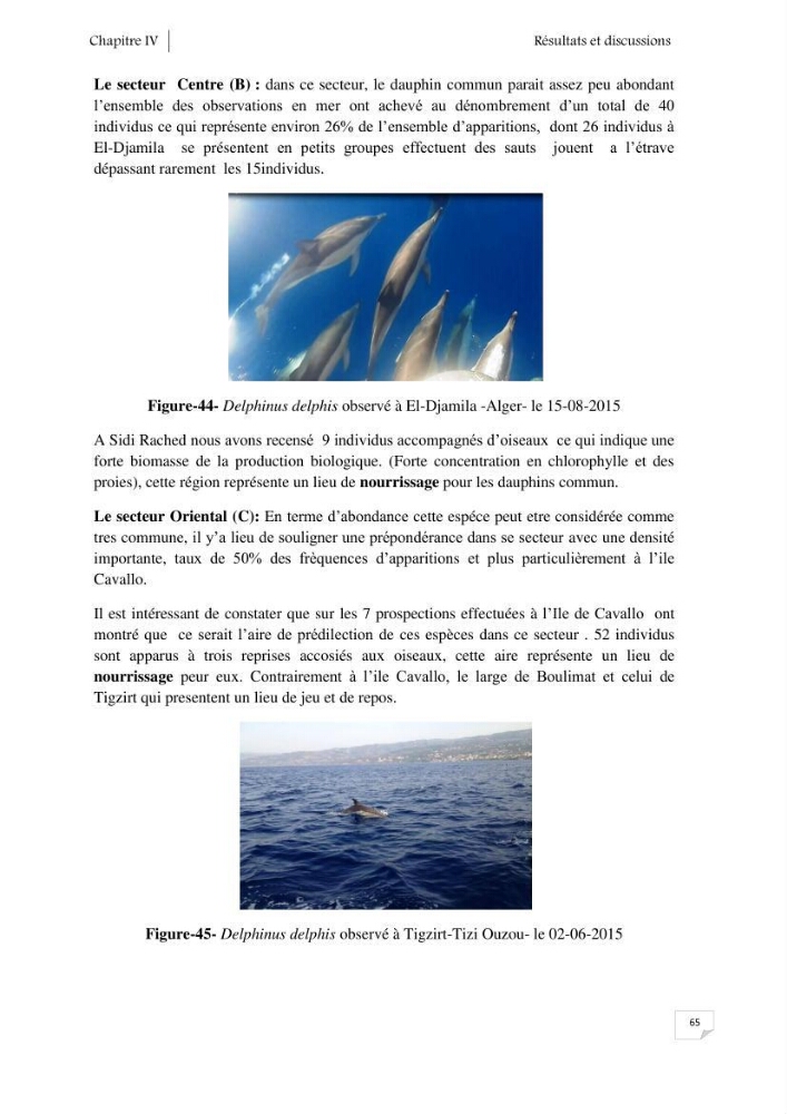 Contribution à l\'étude de la répartition des cétacés le long de la côte Algérienne: bilan des échouages