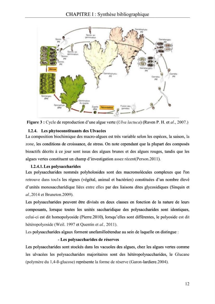 Etude de quelques paramètres physico-chimiques et ecotoxicologiques d\'une algue verte du genre Ulva du littoral Algérois