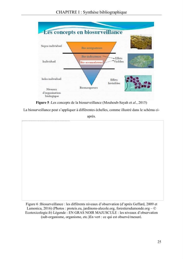 Etude de quelques paramètres physico-chimiques et ecotoxicologiques d\'une algue verte du genre Ulva du littoral Algérois