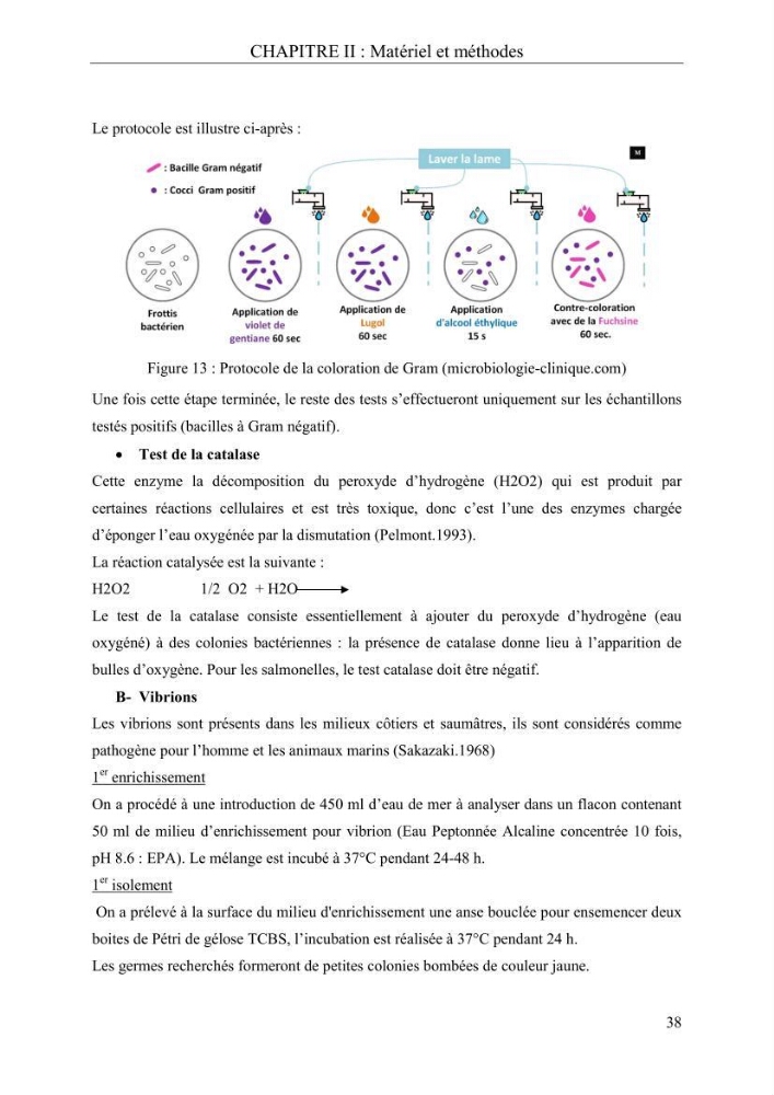 Etude de quelques paramètres physico-chimiques et ecotoxicologiques d\'une algue verte du genre Ulva du littoral Algérois