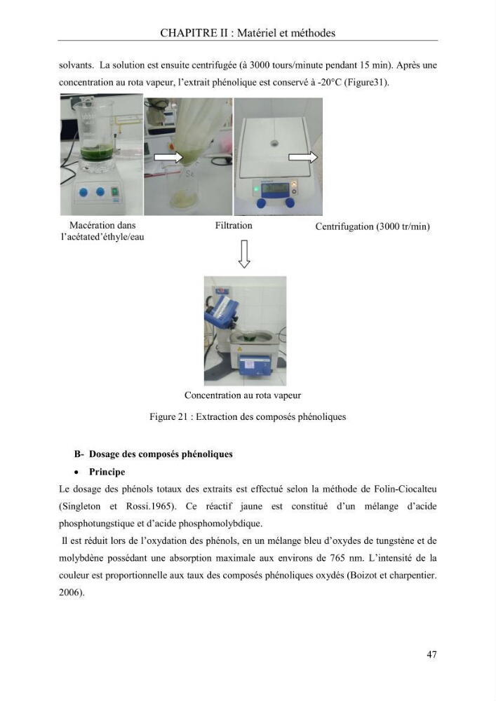 Etude de quelques paramètres physico-chimiques et ecotoxicologiques d\'une algue verte du genre Ulva du littoral Algérois