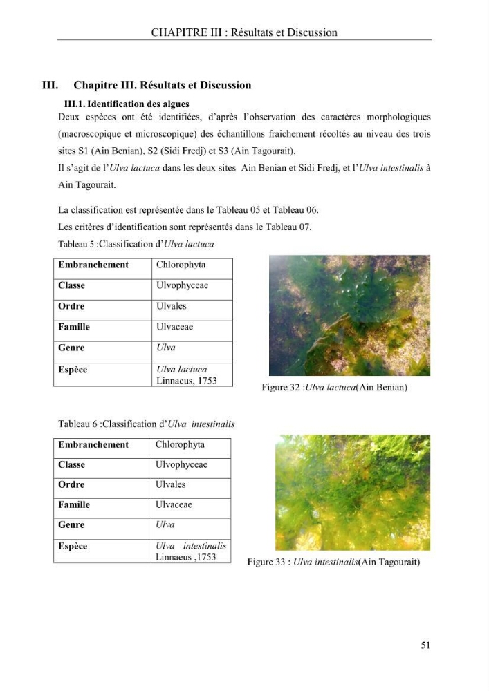 Etude de quelques paramètres physico-chimiques et ecotoxicologiques d\'une algue verte du genre Ulva du littoral Algérois