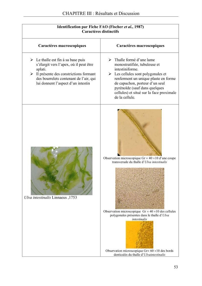 Etude de quelques paramètres physico-chimiques et ecotoxicologiques d\'une algue verte du genre Ulva du littoral Algérois