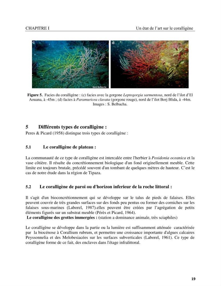 Contribution à la connaissance de la faune et de la flore associée à l\'écosystème coralligène de la côte Algérienne