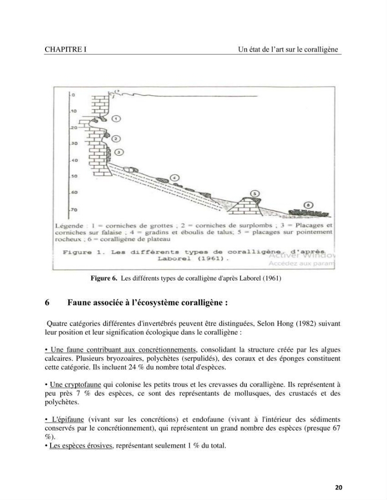 Contribution à la connaissance de la faune et de la flore associée à l\'écosystème coralligène de la côte Algérienne