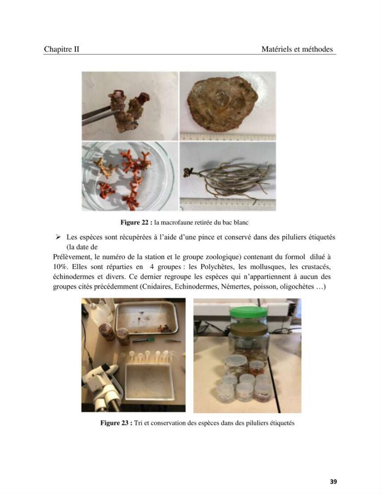 Contribution à la connaissance de la faune et de la flore associée à l\'écosystème coralligène de la côte Algérienne