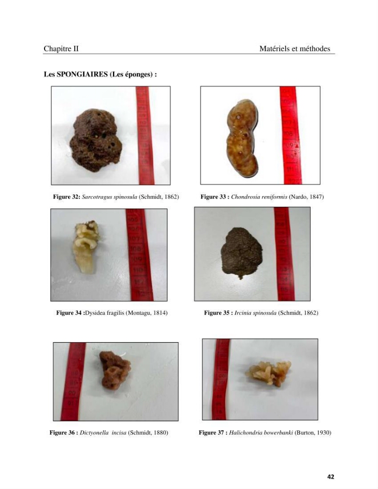 Contribution à la connaissance de la faune et de la flore associée à l\'écosystème coralligène de la côte Algérienne