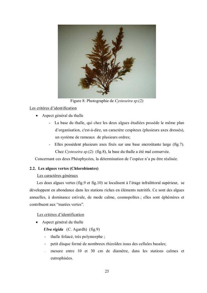 Composition chimique et minérale de quatre algues benthiques de la région de Kouali (Tipaza)