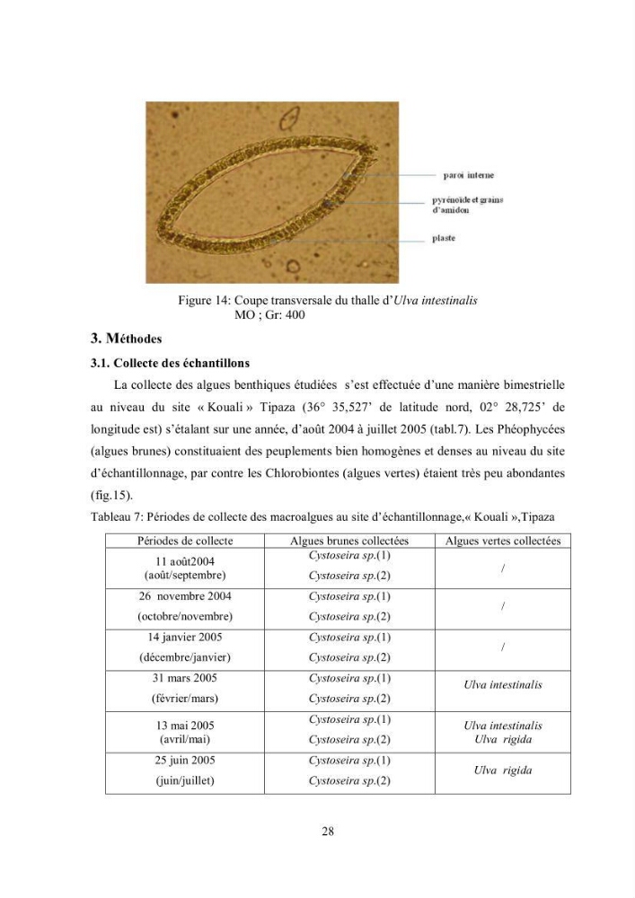 Composition chimique et minérale de quatre algues benthiques de la région de Kouali (Tipaza)