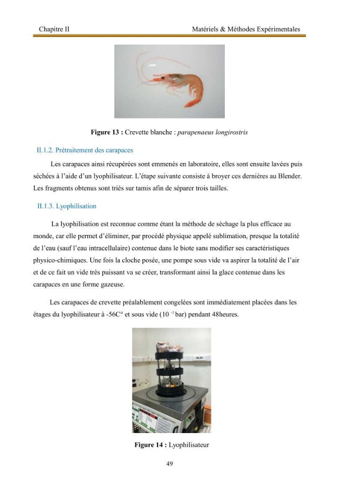 Extraction de biopolymères chitineux d\'intérêt pharmacologique à partir de sous-produits de la pêche