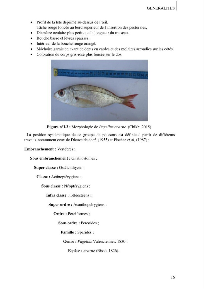 Contribution à l\'étude des captures de la familles des Sparidés dans le port de Bou Haroun: Approche biologique et dynamique du Pagellus acarne (R.,1826)