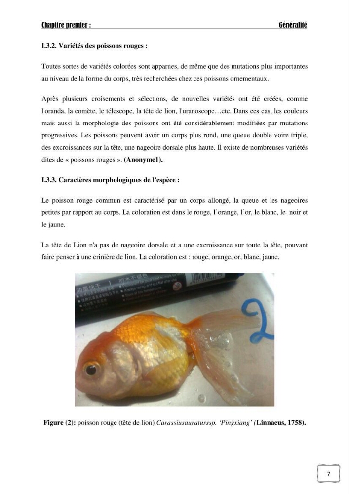 Recherche de germes responsables d\'infection microbiennes chez les poissons d\'ornement: