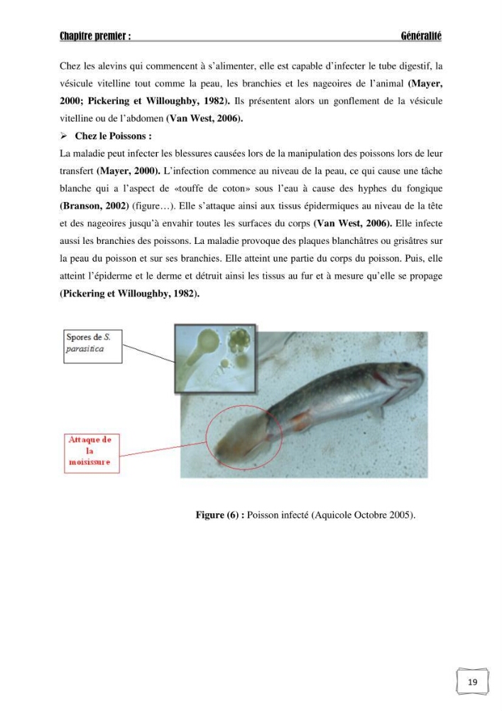 Recherche de germes responsables d\'infection microbiennes chez les poissons d\'ornement: