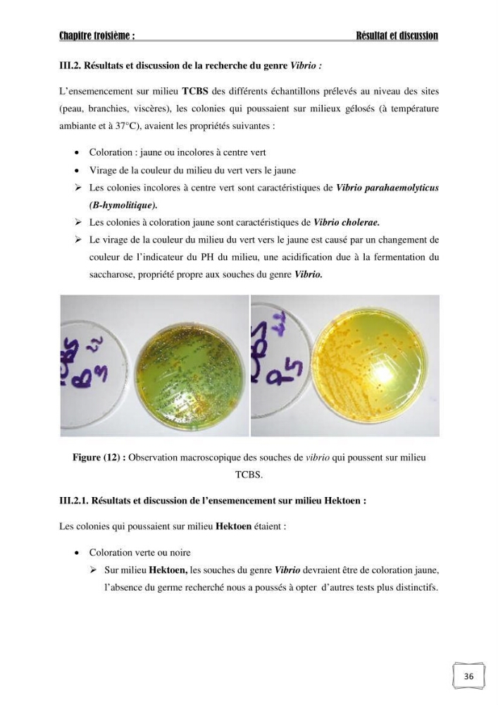 Recherche de germes responsables d\'infection microbiennes chez les poissons d\'ornement: