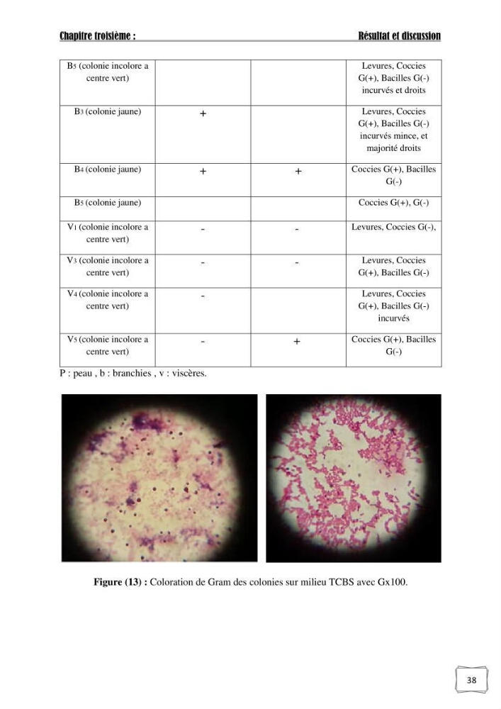 Recherche de germes responsables d\'infection microbiennes chez les poissons d\'ornement: