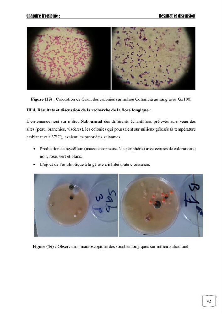 Recherche de germes responsables d\'infection microbiennes chez les poissons d\'ornement:
