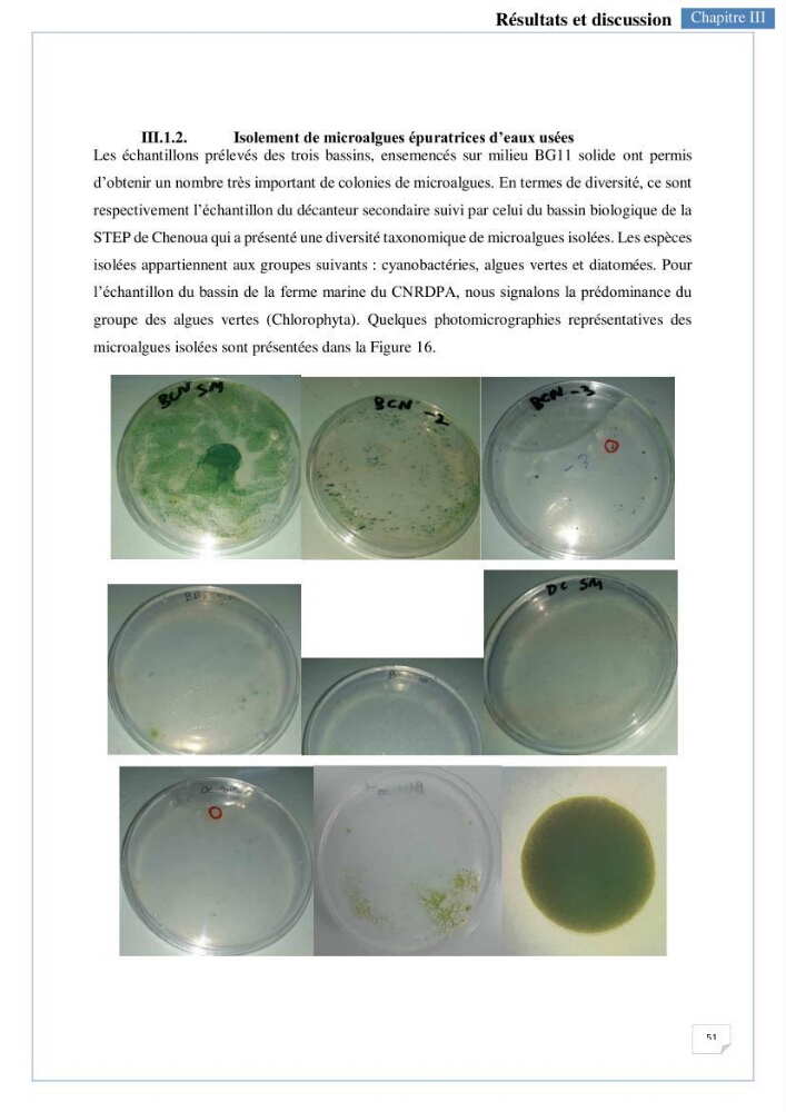 Isolement, purification et criblage des microalgues pour le traitement des eaux usées aquacoles