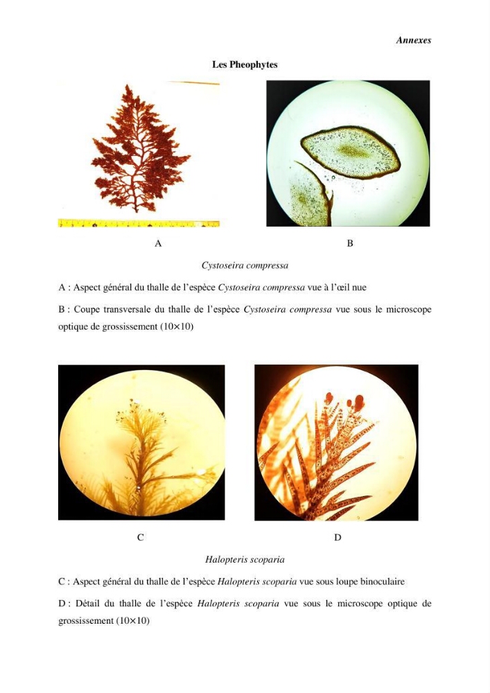 Contribution à l\'étude du peuplement algal de substart dur dans la région de Tipaza