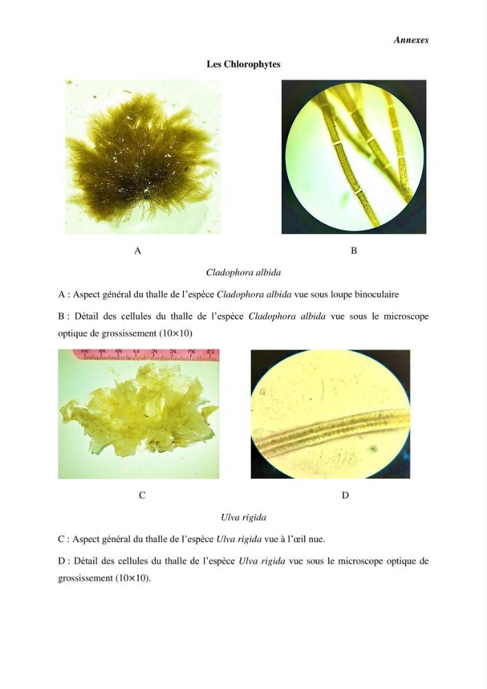 Contribution à l\'étude du peuplement algal de substart dur dans la région de Tipaza