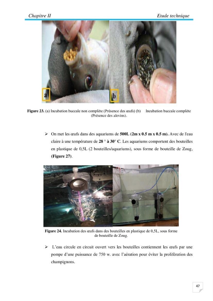 Contribution à la conception d’une ferme d\'élevage De tilapia du Nil (Oreochromis niloticus) en système bio-floc.: