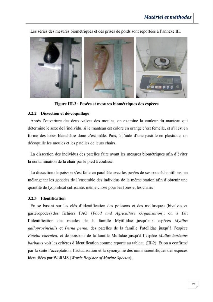 Contribution à l’évaluation des risques environnementaux radioactifs et métalliques sur la biodiversité de quelques organismes marins