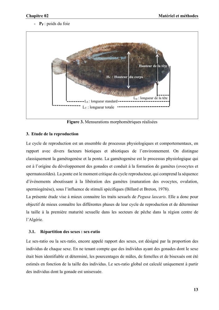 Age, croissance et reproduction de la sole Pegusa lascaris (Risso, 1810) des eaux centre algériennes