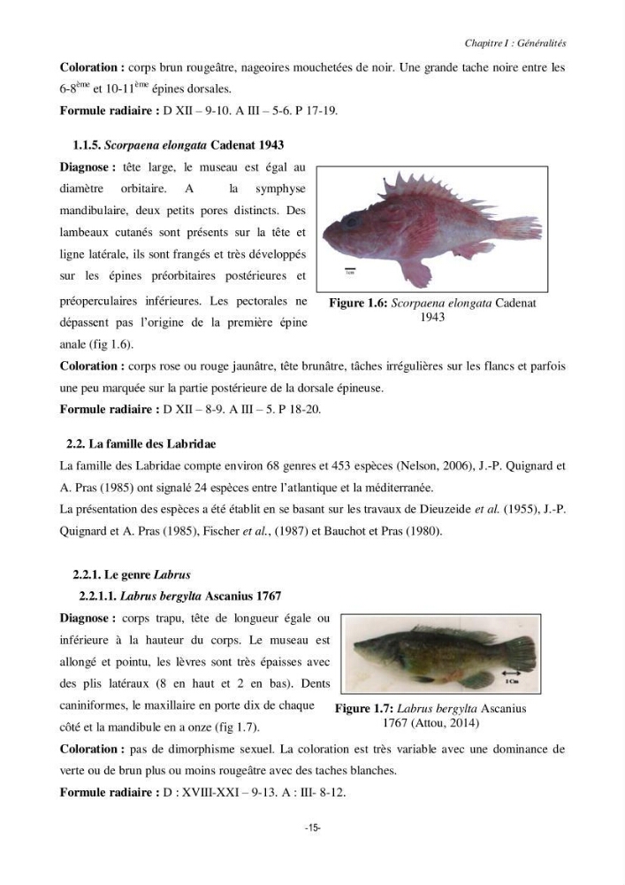 Contribution à la systématique de deux familles d\'Osteichthyens ( Scorpaenidae et Labridae) :: morphologie, morphométrie et génétique moléculaire