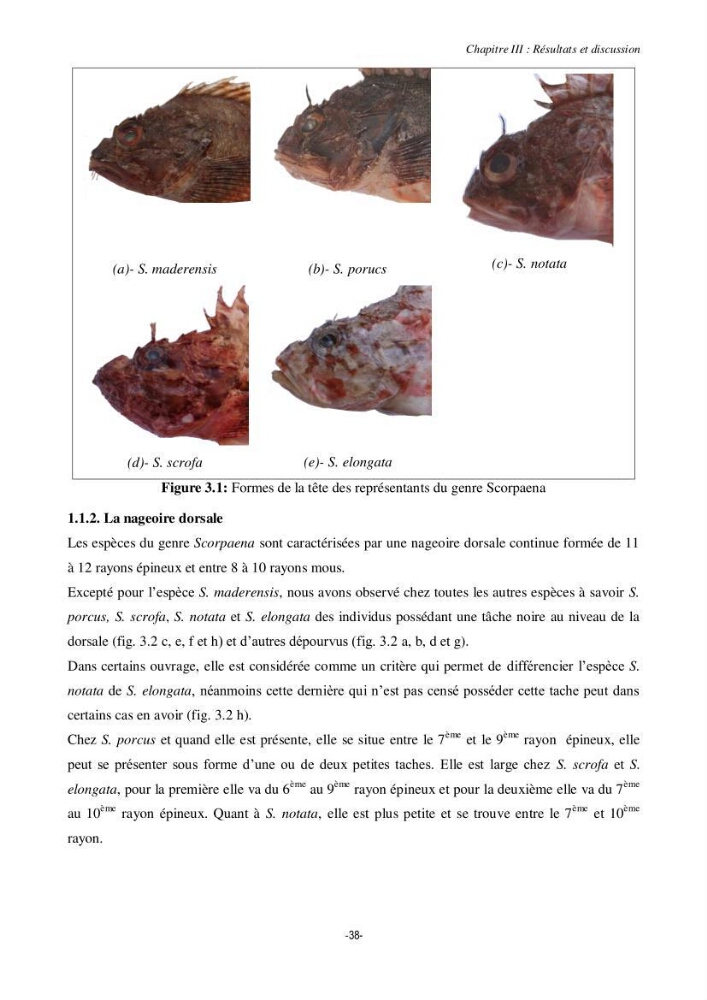Contribution à la systématique de deux familles d\'Osteichthyens ( Scorpaenidae et Labridae) :: morphologie, morphométrie et génétique moléculaire