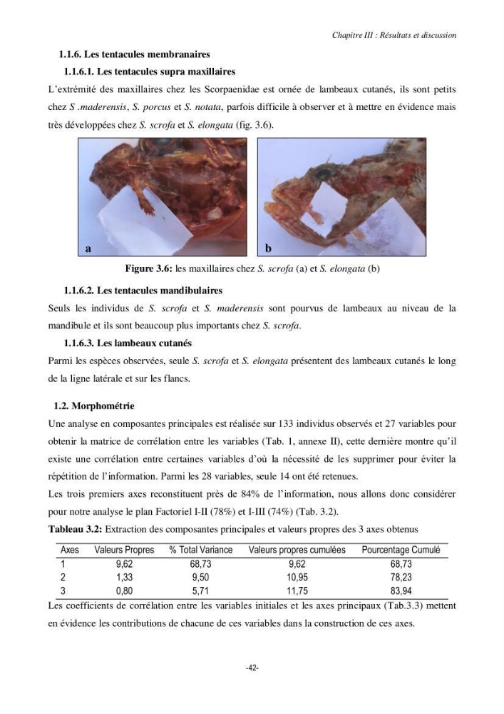 Contribution à la systématique de deux familles d\'Osteichthyens ( Scorpaenidae et Labridae) :: morphologie, morphométrie et génétique moléculaire