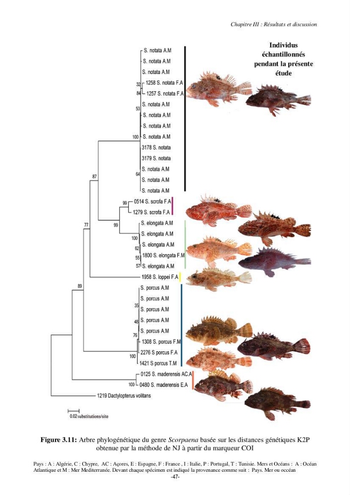 Contribution à la systématique de deux familles d\'Osteichthyens ( Scorpaenidae et Labridae) :: morphologie, morphométrie et génétique moléculaire
