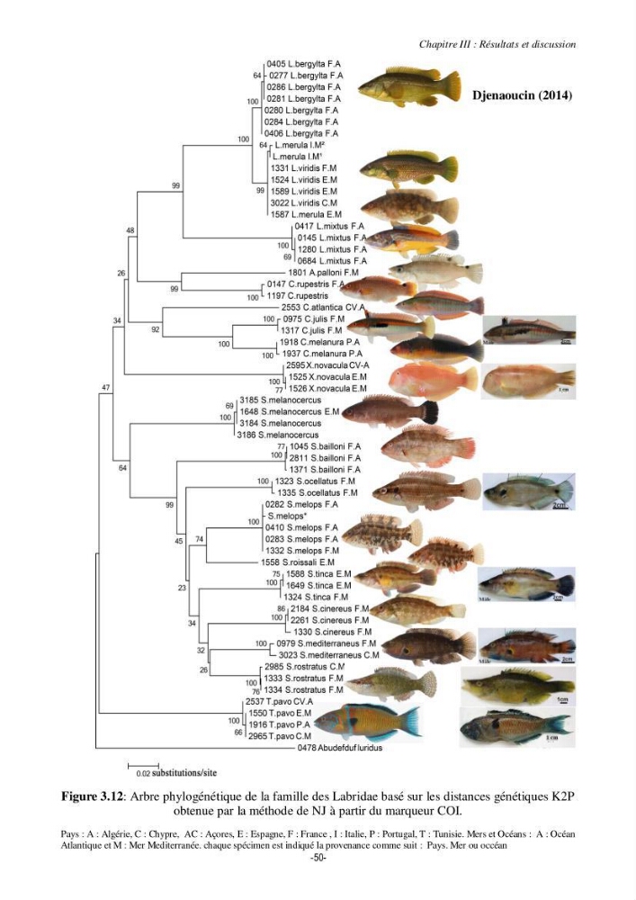 Contribution à la systématique de deux familles d\'Osteichthyens ( Scorpaenidae et Labridae) :: morphologie, morphométrie et génétique moléculaire