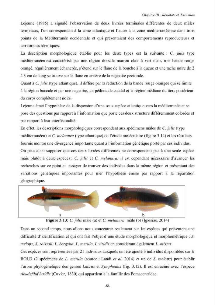 Contribution à la systématique de deux familles d\'Osteichthyens ( Scorpaenidae et Labridae) :: morphologie, morphométrie et génétique moléculaire