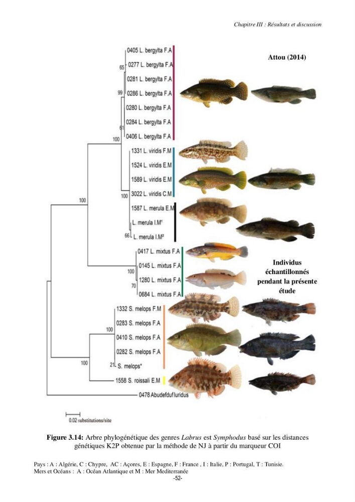 Contribution à la systématique de deux familles d\'Osteichthyens ( Scorpaenidae et Labridae) :: morphologie, morphométrie et génétique moléculaire
