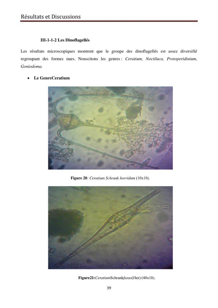 Suivi des populations phytoplanctoniquedans la baie de Bou-Ismail (Avril-Mai 2015).: