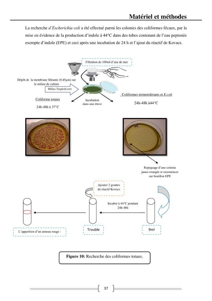 Caractérisation et évaluation de la résistance aux antibiotiques chez les entérocoques dans le milieu marin .