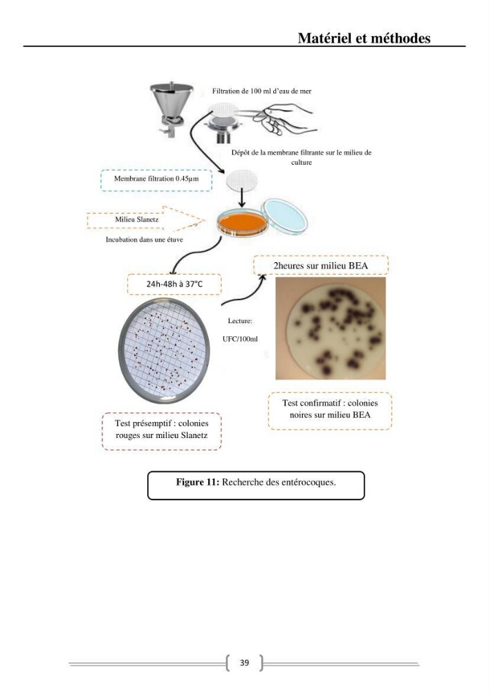 Caractérisation et évaluation de la résistance aux antibiotiques chez les entérocoques dans le milieu marin .