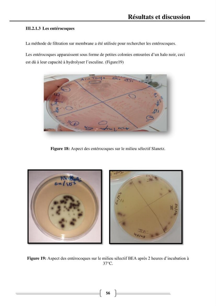 Caractérisation et évaluation de la résistance aux antibiotiques chez les entérocoques dans le milieu marin .