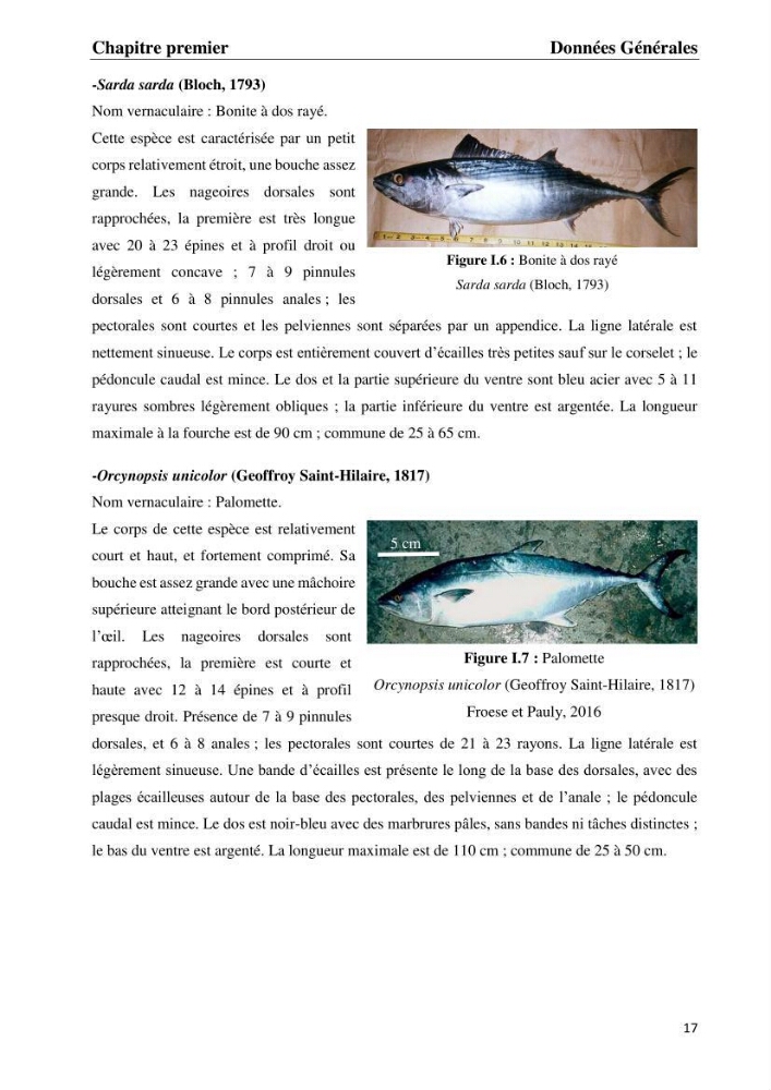 Contribution à l\'étude du régime alimentaire et la croissance de thonine Euthynnus alletteratus ( Rafinesque,1810) des côtes algériennes.: