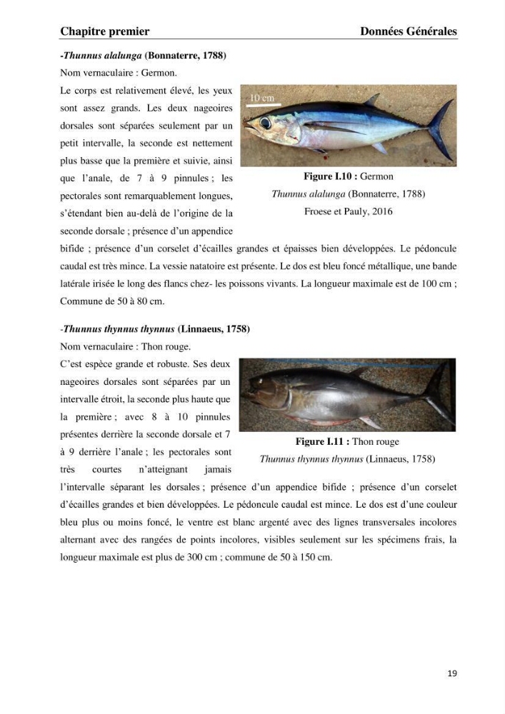 Contribution à l\'étude du régime alimentaire et la croissance de thonine Euthynnus alletteratus ( Rafinesque,1810) des côtes algériennes.: