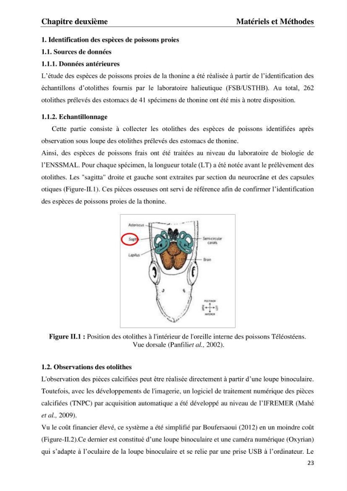Contribution à l\'étude du régime alimentaire et la croissance de thonine Euthynnus alletteratus ( Rafinesque,1810) des côtes algériennes.: