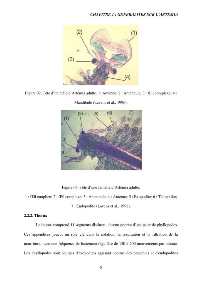 Elevage et reproduction de la population d\'Artémia du Lac El Bahira