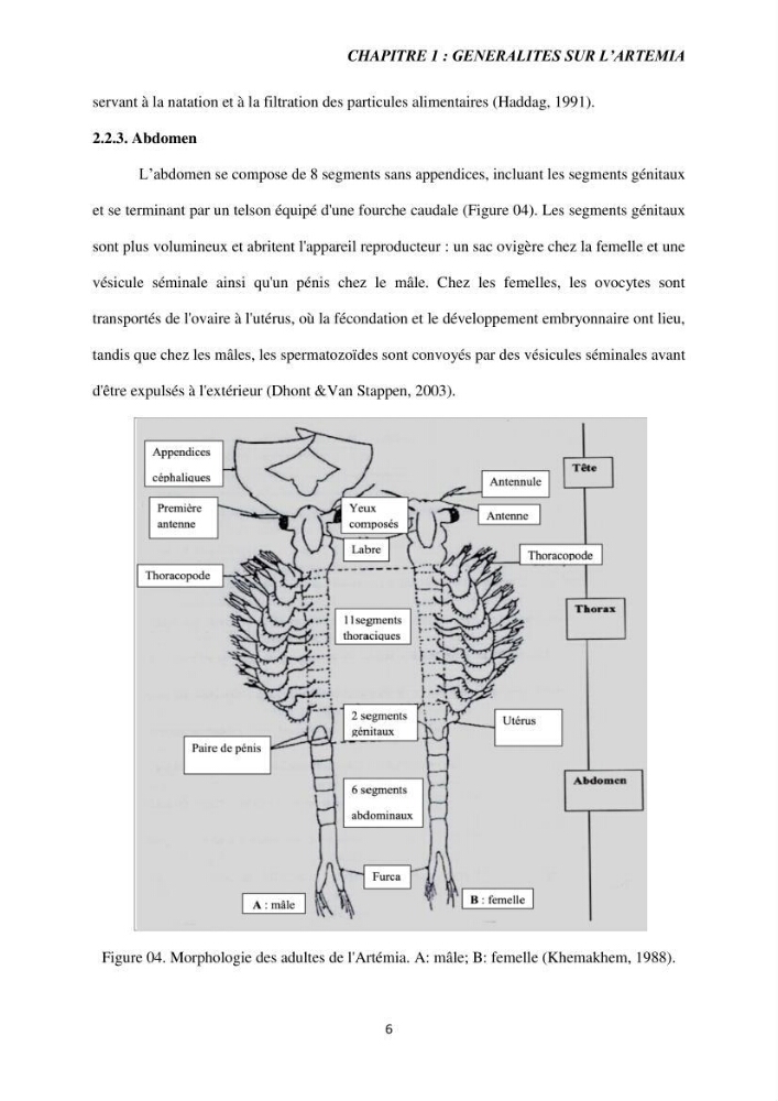 Elevage et reproduction de la population d\'Artémia du Lac El Bahira
