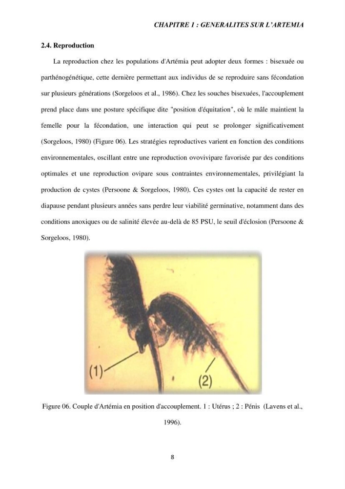 Elevage et reproduction de la population d\'Artémia du Lac El Bahira